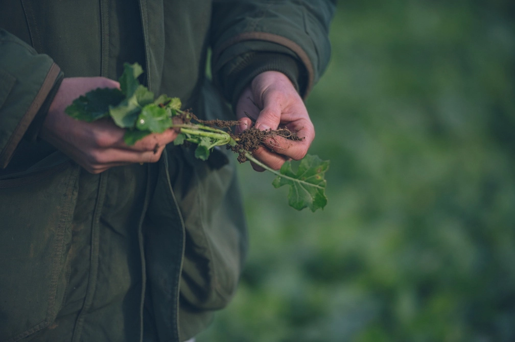 Close up view of farmland product